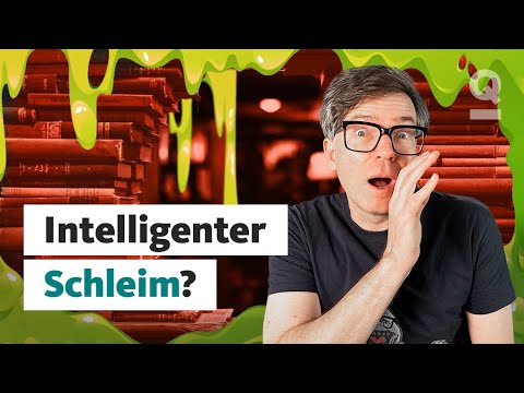 Schlau ohne Hirn – Kann dieser Schleim intelligent sein? | Quarks Dimension Ralph