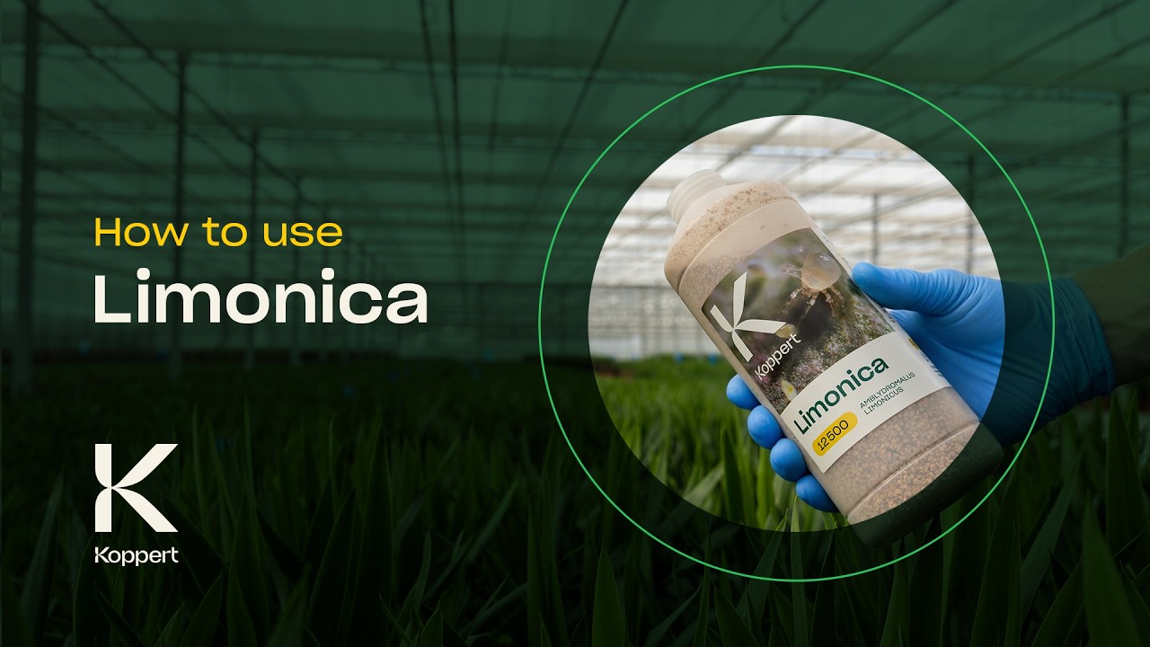 Video preview poster