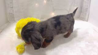 ミニチュアダックスの動画01