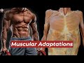 This Is What Exercise Does To Your Muscles