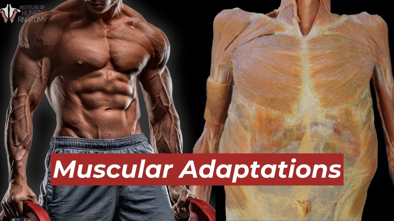 This is What Exercise Does to Your Muscles!