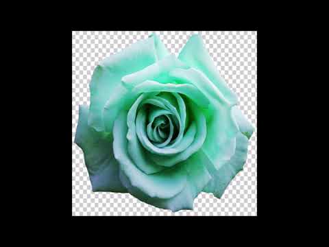 Flores Hermosas Video
