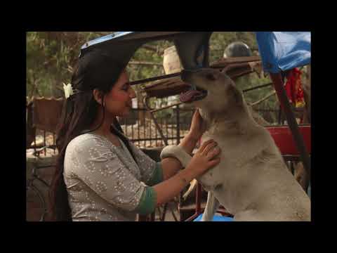 Modern Mowgli | Audio Visual Project | AJK MCRC 2024 | Emotional Video | Dog Lover
