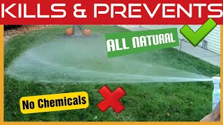 How To Kill Fleas, Ticks & Mosquitoes In The Yard - Natural Spray - Wondercide