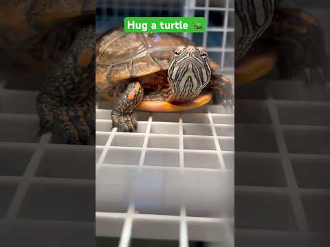 HUG A TURTLE