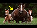 Horse Gives Birth To Twins But Then Something Unbelievable Happened