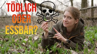 😋Essbar oder tödlich?☠️Leckerer✔️#bärlauch oder giftiger Doppelgänger?❌Wir finden es heraus!