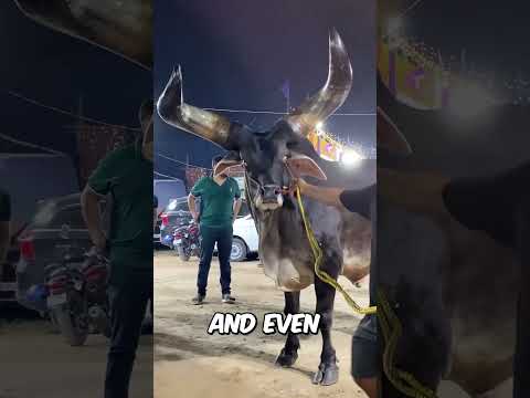 BIGGEST Bull in the WORLD