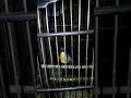 Burung Tledekan Pring Gacor