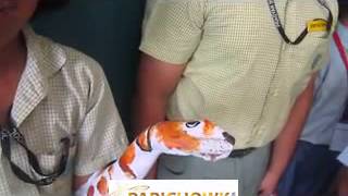 Apeejay International School Video