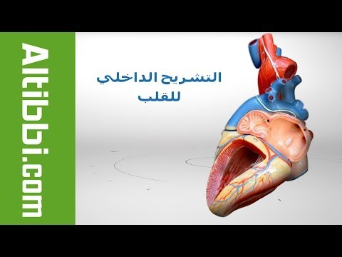 تشريح قلب الانسان من الداخل