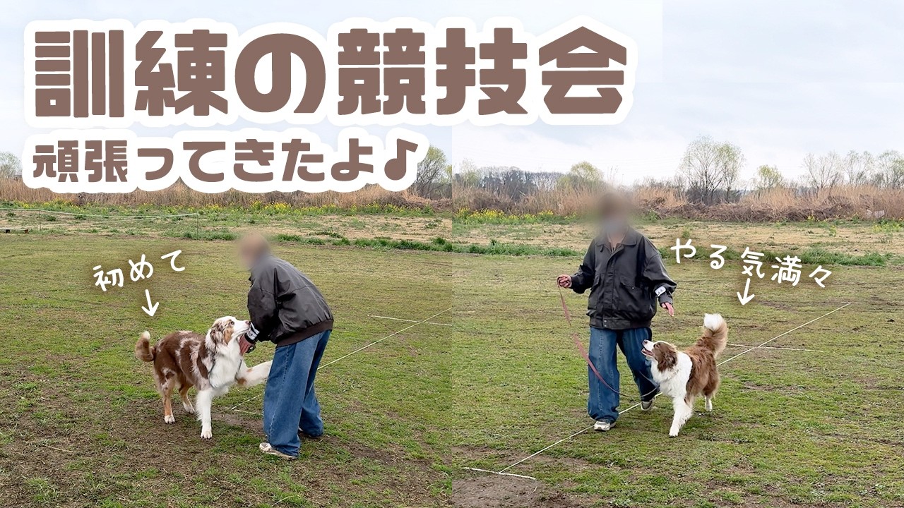 犬の訓練の競技会に参加してきたリリガルとママです🚶🐾