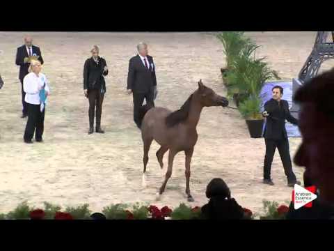 WAHC 2015 - Class CM 1A