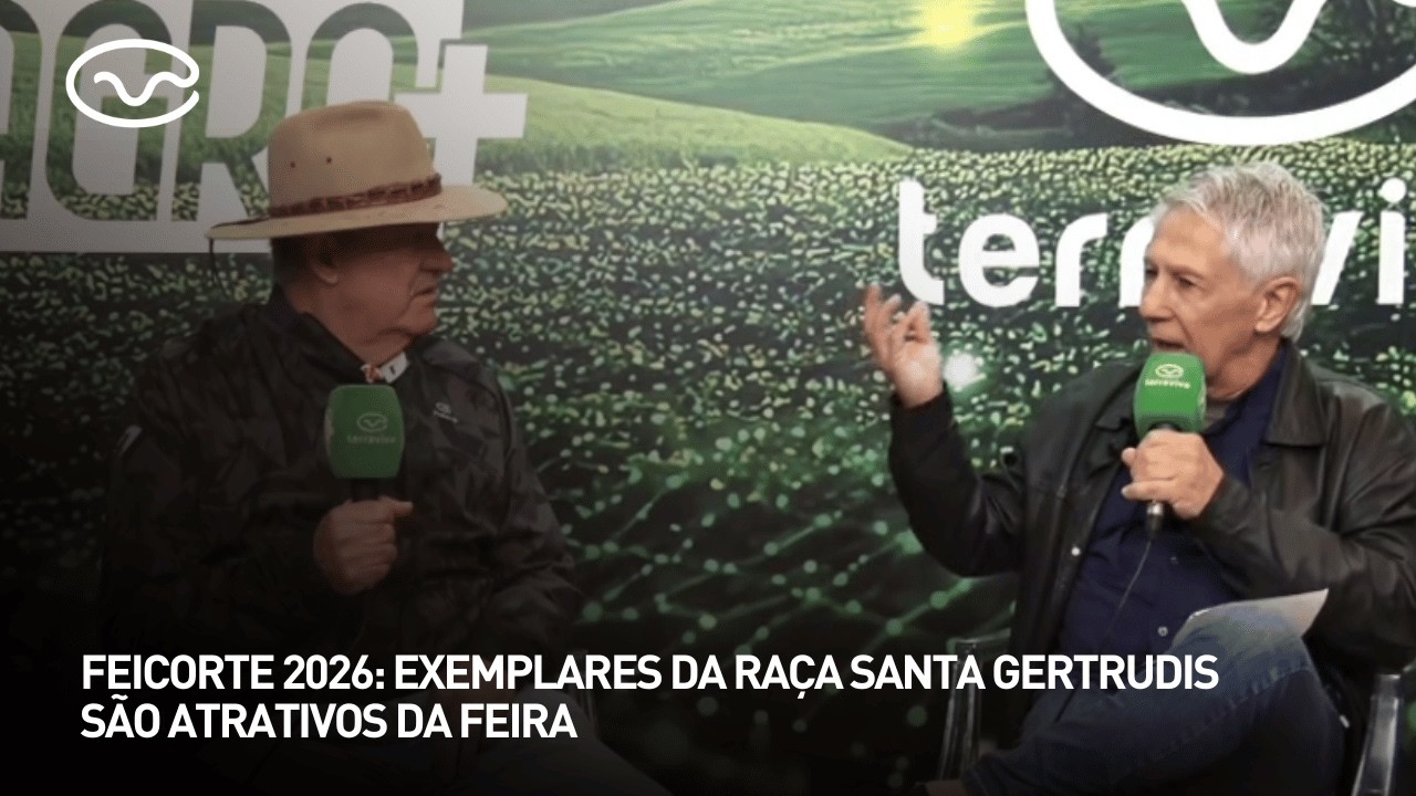 Feicorte 2026: exemplares da raça Santa Gertrudis são atrativos da feira