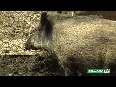 2017-11-30 PRATO - CINGHIALE FA IRRUZIONE IN GIARDINO PRIVATO, ABBATTUTO