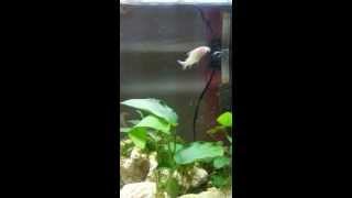 preview picture of video 'My albino Corydoras catfish playing dead'