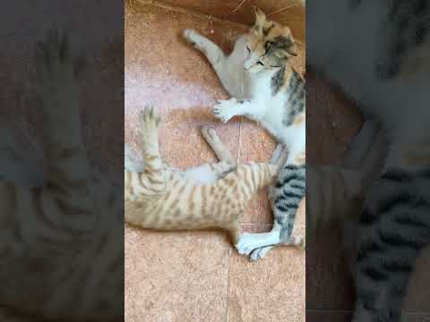 Cats and Kitten #cat #browncat #catcare #kitten #whitecat #catlover #cute #catlove