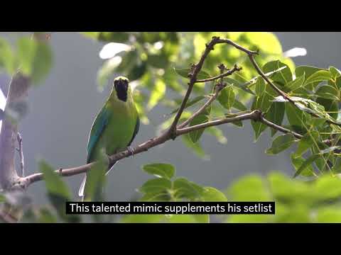 Listárik modrokrídly (Chloropsis cochinchinensis) — video o speve a chove