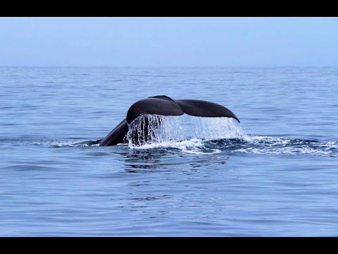 3rd YouTube video about are there whales in the mediterranean sea
