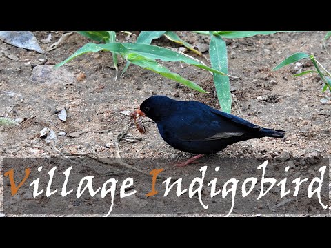 Vdovka zamatová (Vidua chalybeata) — video o speve a chove