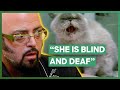 Jackson Galaxy Helps A Blind, Deaf, And Aggressive Cat! | My Cat From Hell