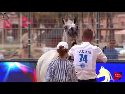 N.74 LABIBAH AA - Menton 2018 - 4-6 Years Old Mares (Class 4)