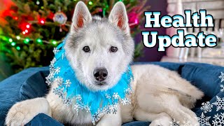 Is My Dog Okay? Memphis Health Update & Other News!