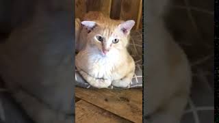 Katze/Kater aus dem Hoarding-Fall (a) 07.2019