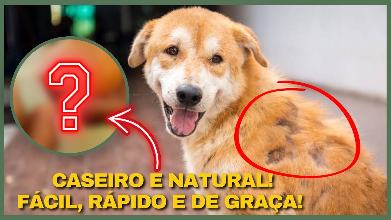 ANTI INFLAMATÓRIO, REDUZ DOR E FORTIFICA A PELE E ARTICULAÇÃO! Cachorro Mancando. Gato Mancando.