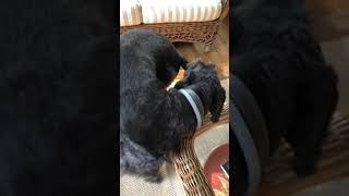 Schnoodle Puppies Videos