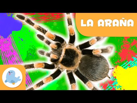 La araña 🕷️ Animales para niños 🌱 Epsiodio 10