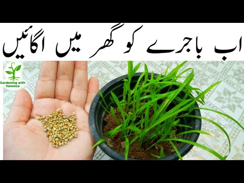 How to Grow Millet Bajra At Home by Gardening with Vaneeza