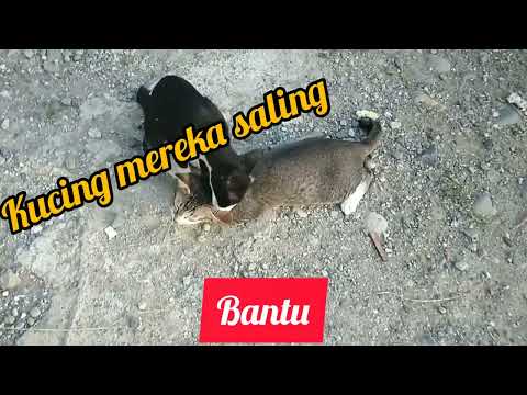 kucing mereka saling bantu          #kucingimut #kucingimut #ayammutiara