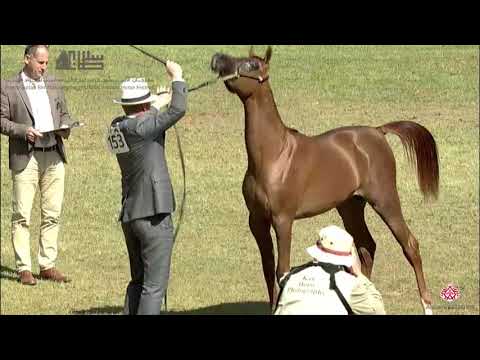 N.153 BARZAN MJ KHAYAL - 2020 PSAIAHF Al Khalediah Show - Yearling Colts (Class 4D)