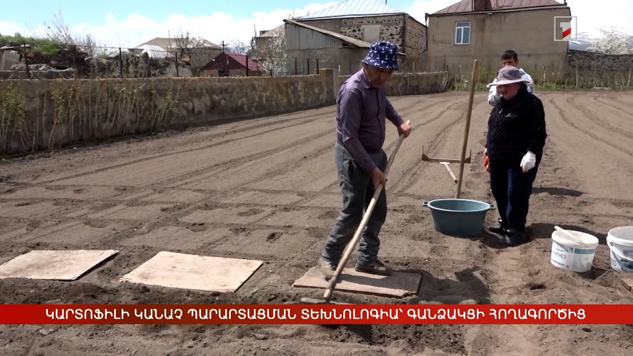 Կարտոֆիլի կանաչ պարարտացման տեխնոլոգիա՝ գանձակցի հողագործից