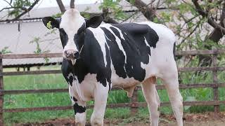LOTE 41   OLAF