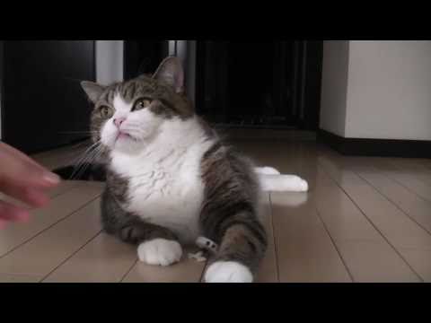 愛し過ぎなねこ。-Maru loves too much.-