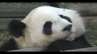 Three year old Mei Lan at Atlanta Zoo a couple of months before she was moved to the ChengDu Panda Base in China. Mei Lan : Panda lunch, panda snooze
