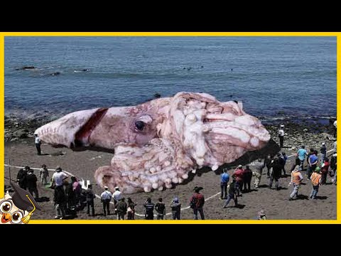 10 seltsame Dinge, die am Strand gefunden wurden