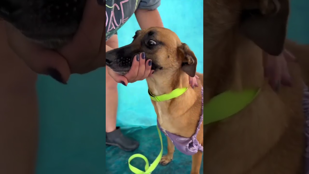 Enlarge Brownie, a Adoptable mixed breed in Fabius, NY video 6/6