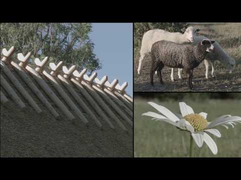 Suvi Muhu saarel. Muhu island summer.