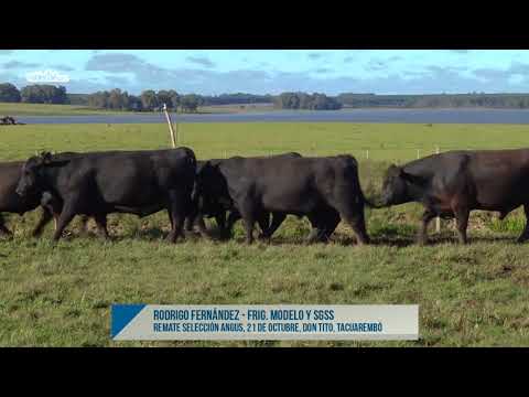 Entrevista Rodrigo Fernández - 2º Remate Selección Angus Zafra 2017