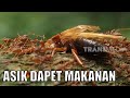 Begini Sistem Kerja Semut Prajurit Mencari Mangsa SI OTAN