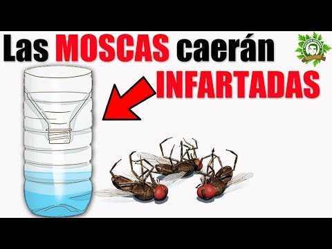 download lagu mp3 mp4 Como Ahuyentar Moscas, download mp3 Como Ahuyentar Moscas free download, download mp3 Como Ahuyentar Moscas