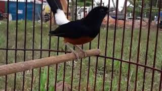 Download lagu murai batu kitaro mp3