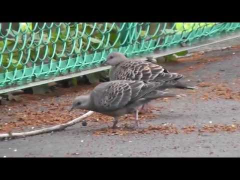 Oriental Turtle Doves