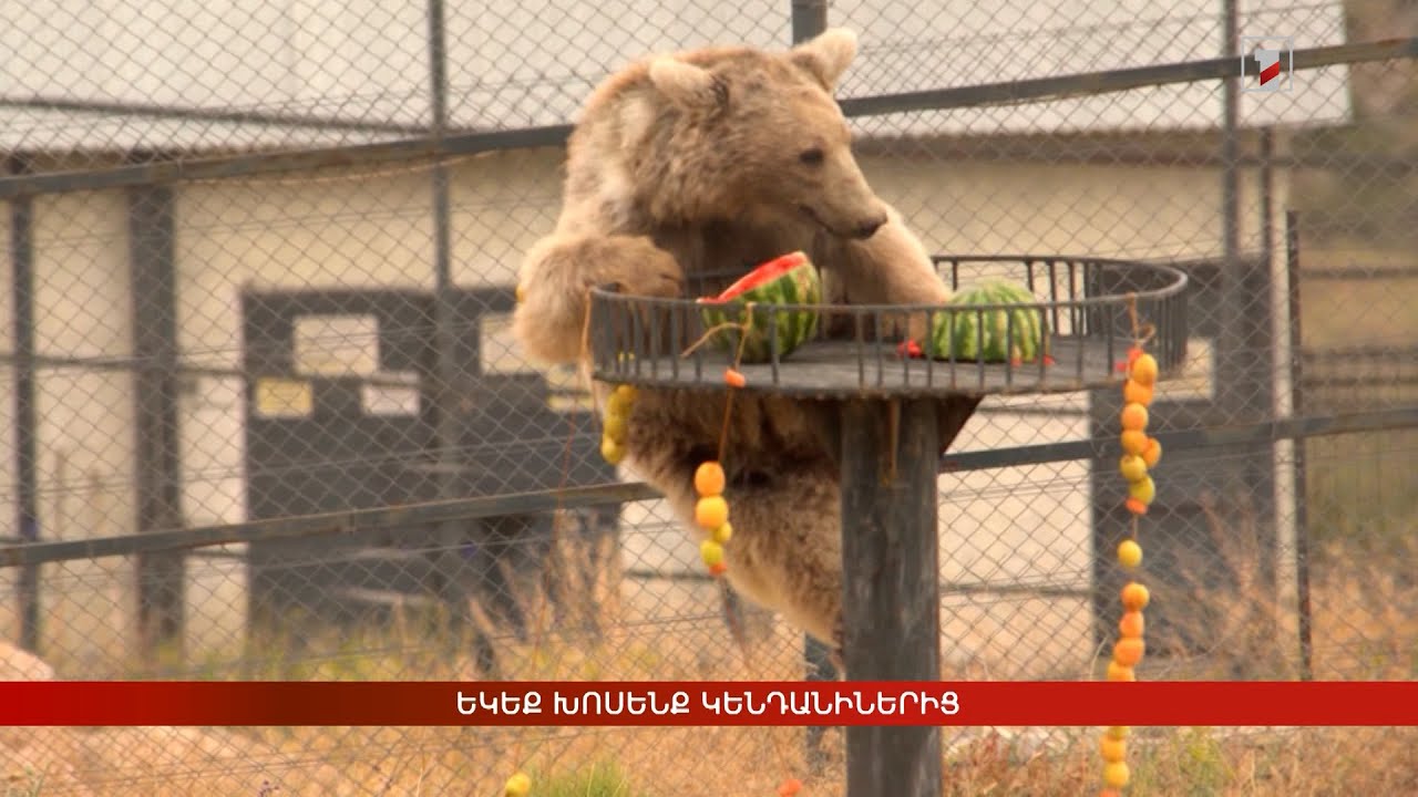 Եկեք խոսենք կենդանիներից