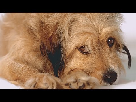 BENJI the HUNTED unconditional love - CAVATINA (Deer Hunter)