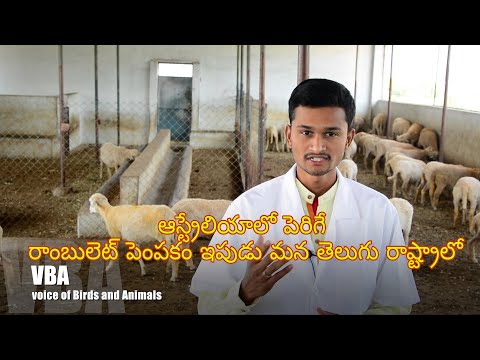 Sheep Farming in Telugu/ Rambouillet Sheep With Zero Grazing