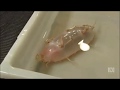 Deep Sea Fish Collection Brought To Hobart From 5km Deep Eastern Abyss